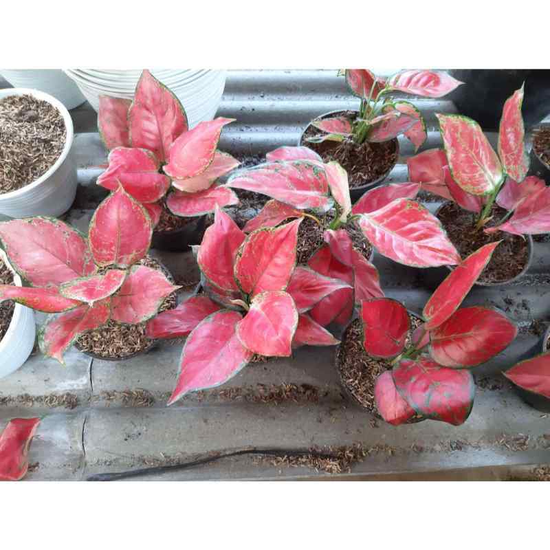 Jual Aglonema Red Anjamani Online April 2021 Blibli