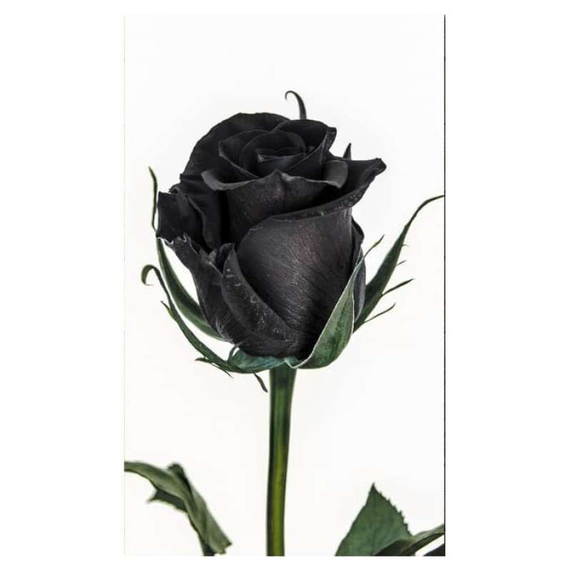hiasan dinding rose black dekorasi rumah hiasan kamar poster hitam