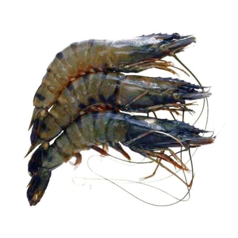 Jual Udang Pancet Udang Tiger Segar Ukuran Besar 250 G Murah Mei 2021 