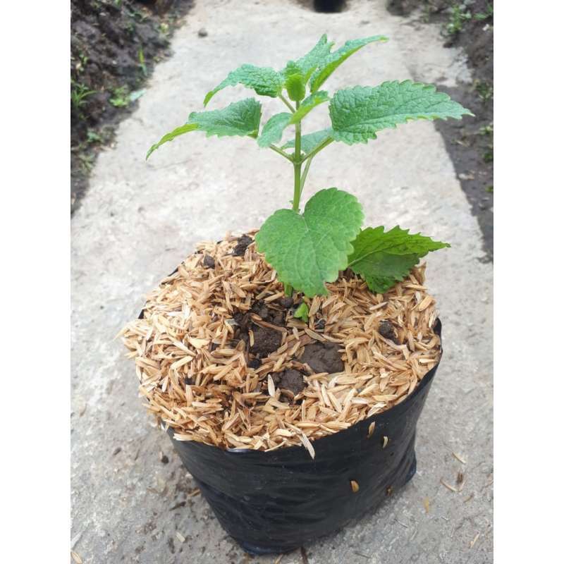 Jual Tanaman Herbal Lemon Balm Mint Murah Mei 2021 Blibli