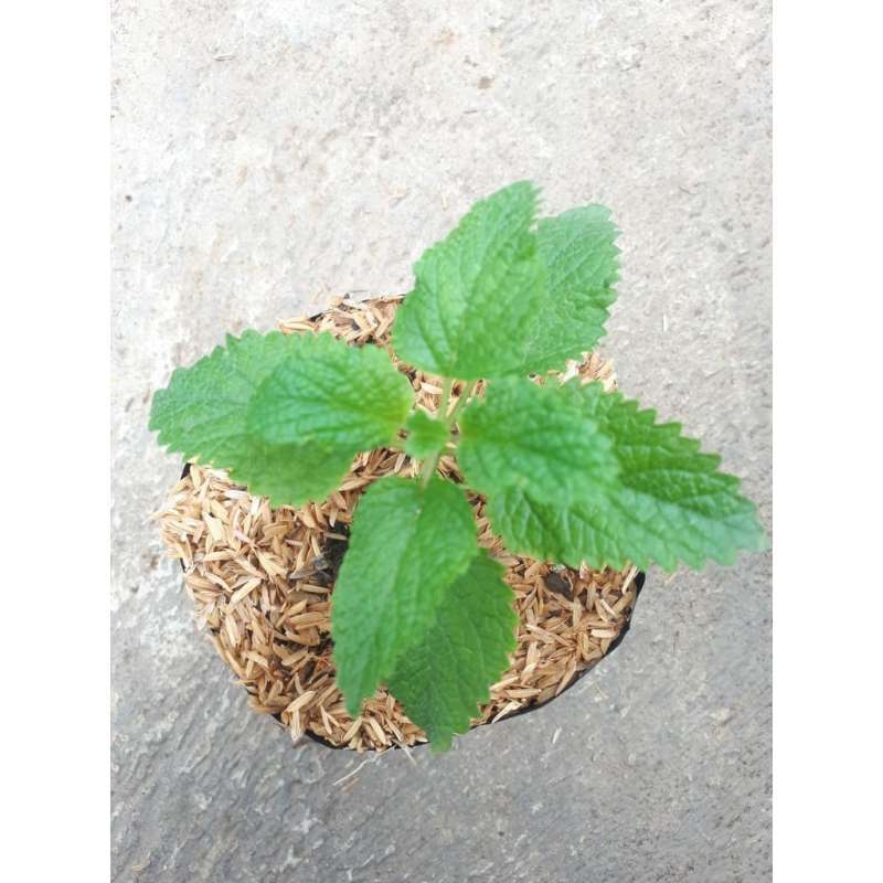 Jual Tanaman Herbal Lemon Balm Mint Murah Mei 2021 Blibli