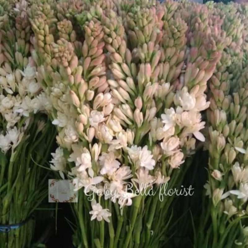 Jual Bunga Sedap Malam Bunga Fresh Sedap Malam Tangkaian Online Maret 2021 Blibli Sedap malam atau yang dikenal dengan nama latin polianthes tuberosa merupakan salah satu jenis tanaman bunga yang berasal dari daratan meksiko. bunga sedap malam bunga fresh sedap malam tangkaian