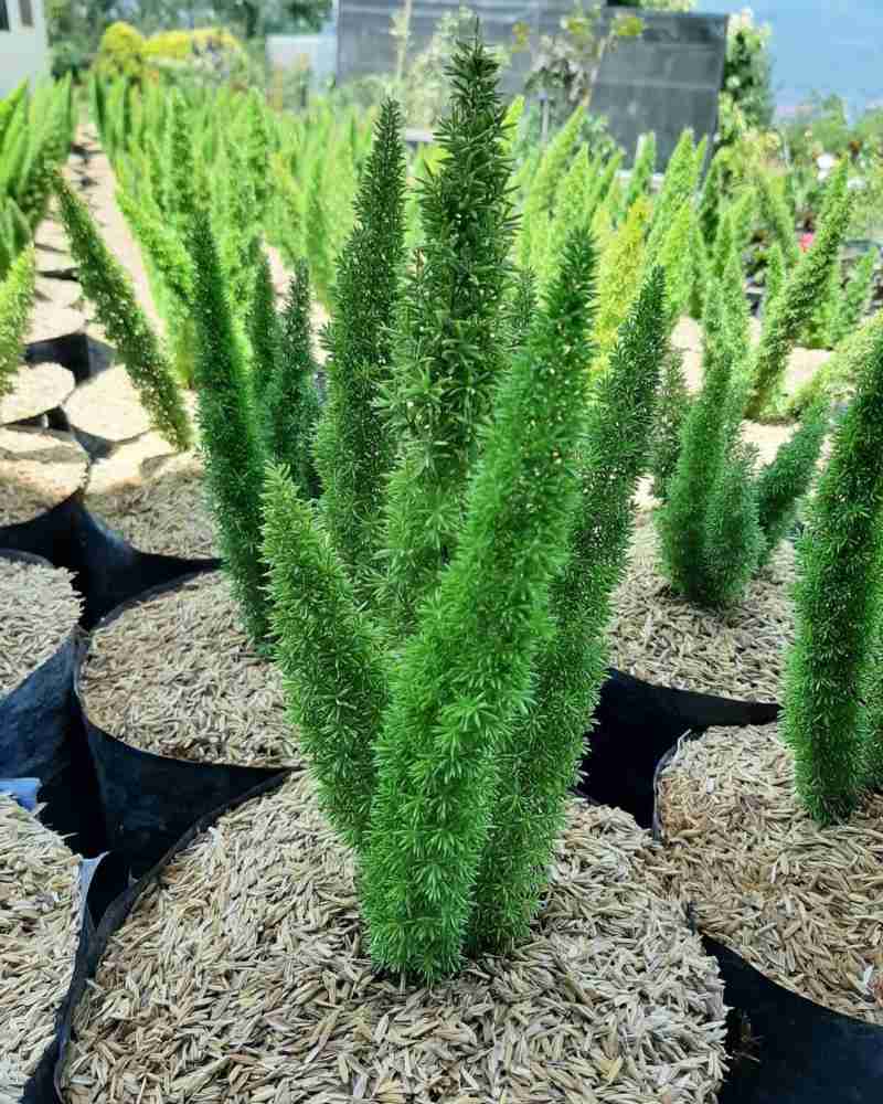 tanaman hias bunga ekor tupai full00