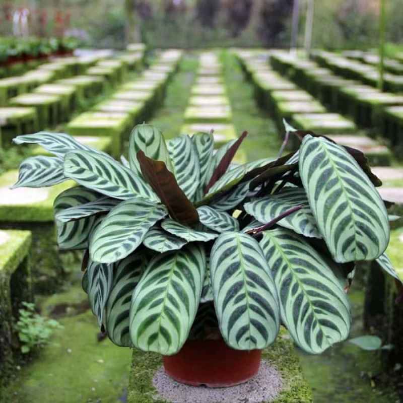 elefantenfuß werkzeug Elefantenfuß ca. 160 cm Beaucarnea recurvata Flaschenbaum Wasserpalme  Zimmerpflanze main image 0