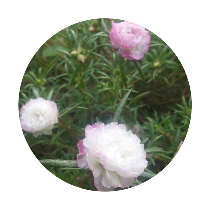 Jual Puriegarden Stek Mossrose Portulaca Grandiflora Double Petal Smooth Tanaman Pink Online Oktober 2020 Blibli Com