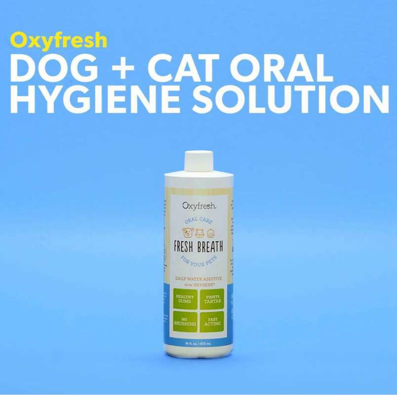 Oxyfresh dog & cat oral hygiene solution online