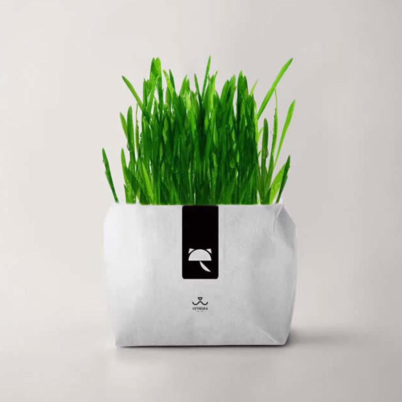 Jual Eds Cat Grass Plant Herb Edible Lemongrass Mint Kitchen Vegetable Bonsai Included Pot Soil 80 G Online Agustus 2020 Blibli Com