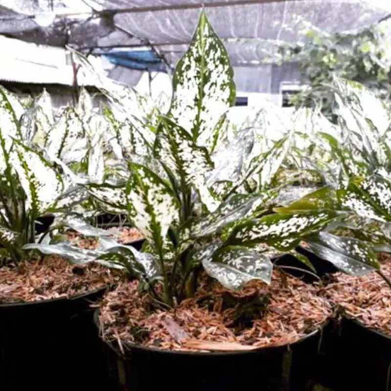 Jual River Ayu Aglonema Snow White Remaja Tanaman Hias Online Desember 2020 Blibli