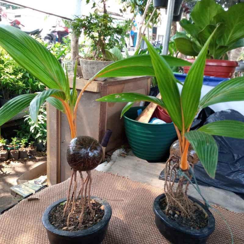 pot bonsai kelapa