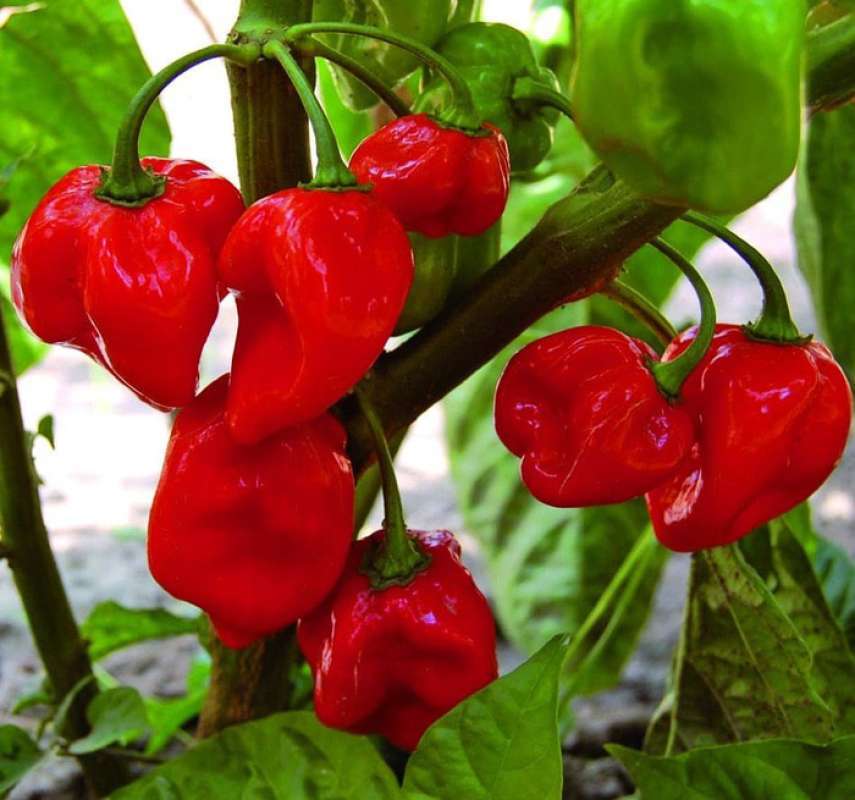 Jual Benih-bibit Cabe Super Pedas Red Habanero (haira Seed 