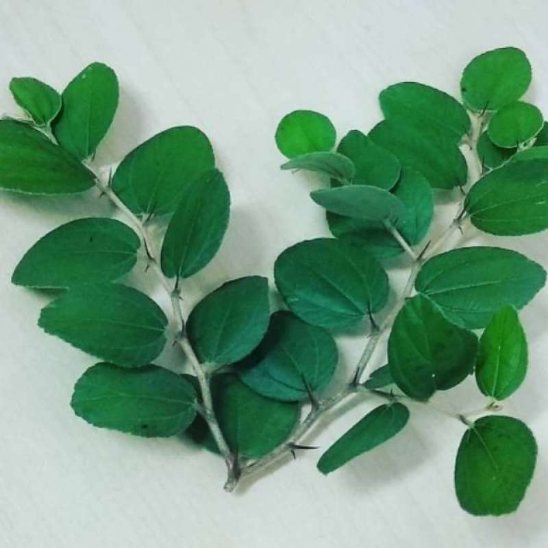 Jual Oem Daun Bidara Arab Murah Juni 2021 Blibli