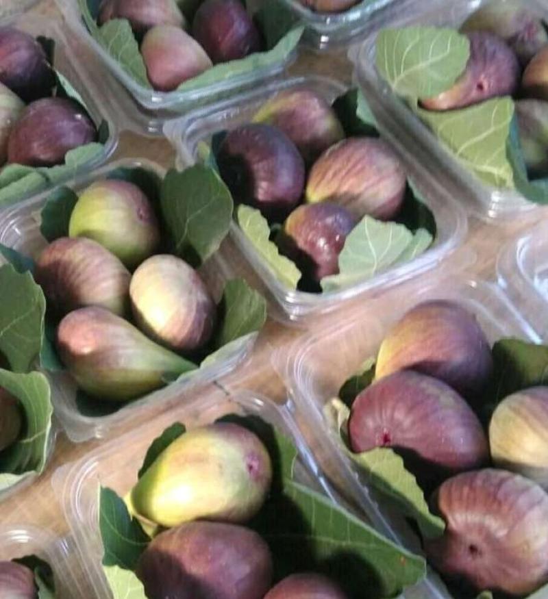 Pokok Tin Murah