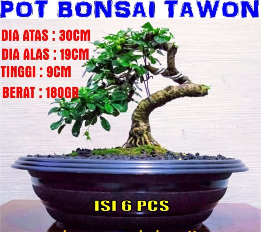 Pot bonsai kelapa