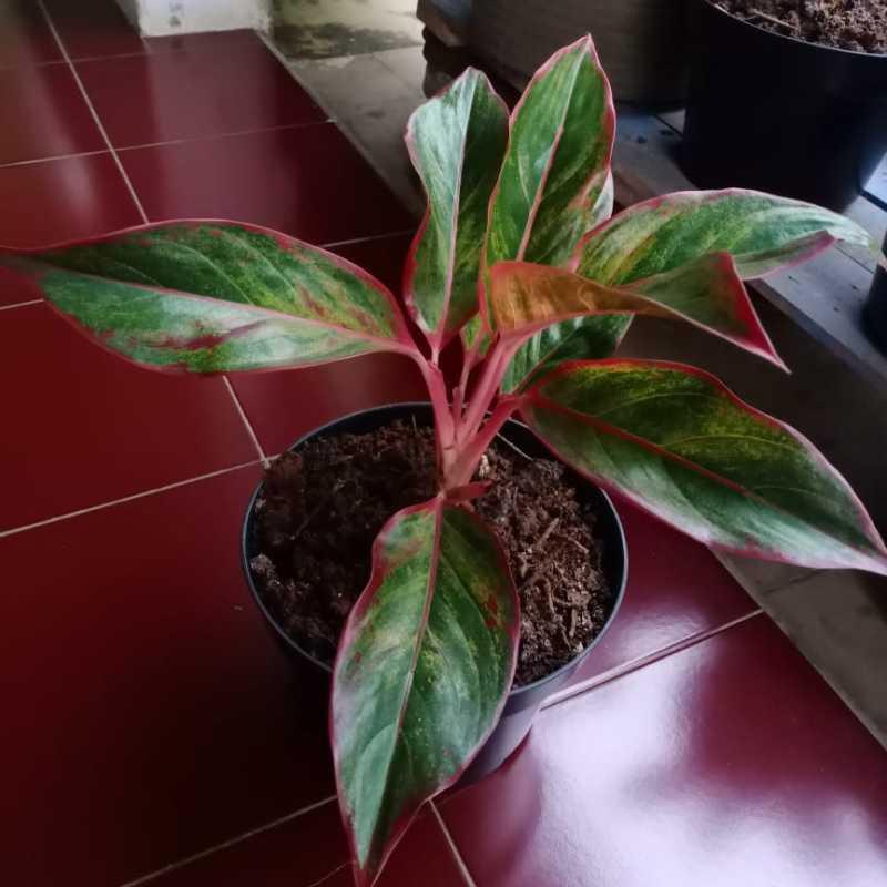 Jual Tanaman Hias Aglonema Red Lipstik Online April 2021 Blibli