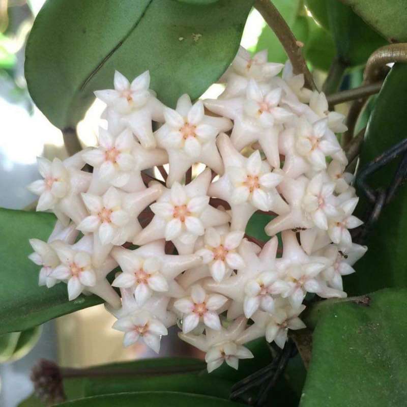 Jual Bunga Hoya Arnottiana Terbaru Juni 2021 Blibli