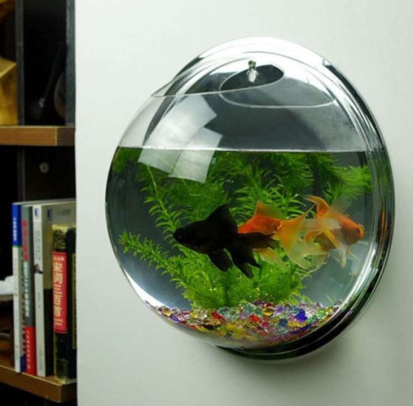 Jual Aquarium Mini Ikan Cupang Tempel Dinding Unik Murah Terbaru Juni 2021 Blibli