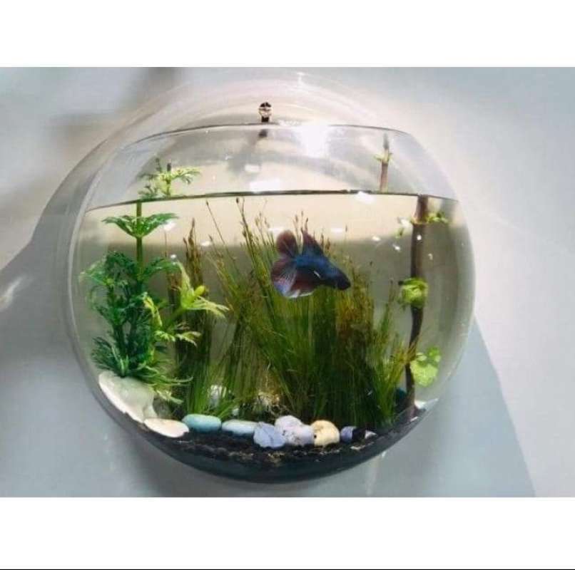 Jual Aquarium Mini Ikan Cupang Tempel Dinding Unik Murah Terbaru Juni 2021 Blibli