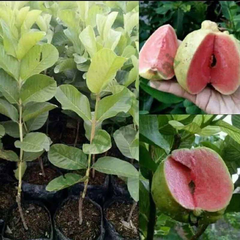 Jual Godongmas Bibit Jambu Kristal Merah Non Biji Online Juli 2020