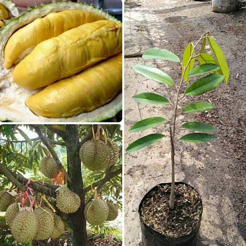 Download 600 Koleksi Gambar Harga Durian Montong Paling Baru 