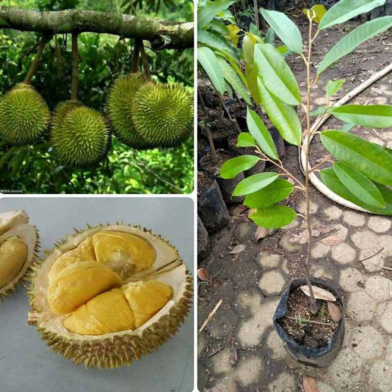 Jual Azzahra Berkah Bibitku Durian Musangking Bibit Tanaman Online Oktober 2020 Blibli Com