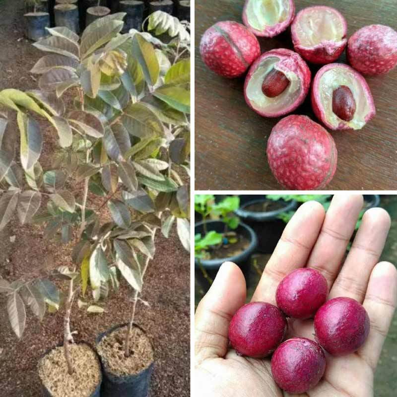 Jual Goldseeds Kelengkeng Merah Ruby Longan Bibit Tanaman Online Juli 2020 Blibli Com