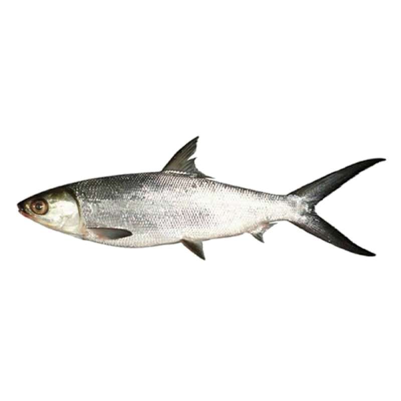 Jual Ikan Bandeng 1 Kg Online Oktober 2020 Blibli Com