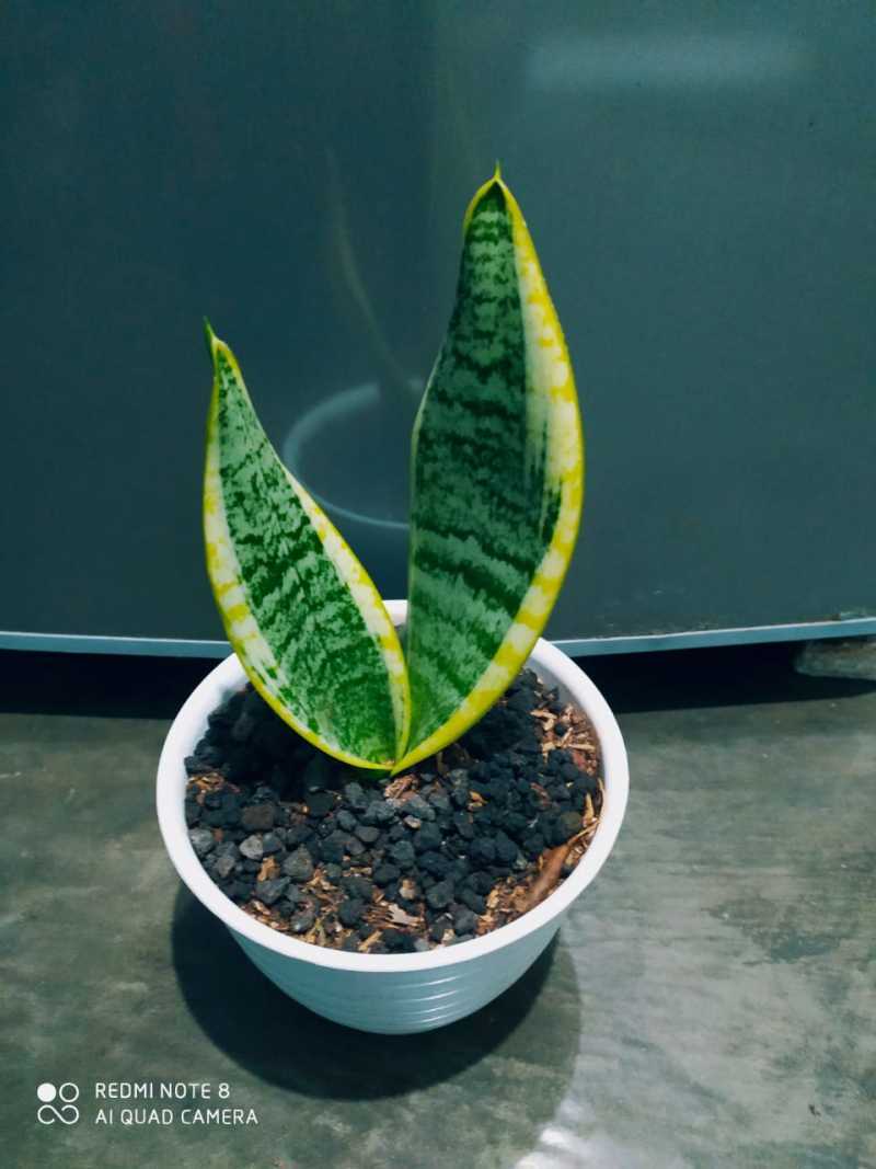 Jual Tanaman Lidah Mertua Di Seller Yan Flora Kota Depok Jawa Barat Blibli