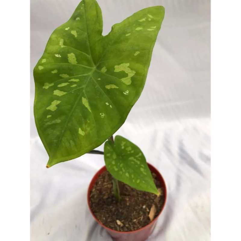 Jual Caladium Army Caladium Keladi Online November 2020 Blibli Com