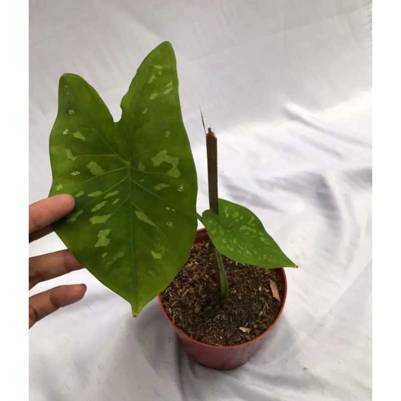 Jual Caladium Army Caladium Keladi Online November 2020 Blibli Com