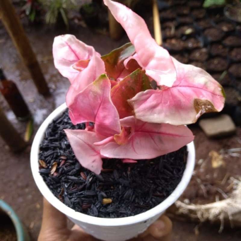 Jual Tanaman Hias Syngonium Strawberry Ice Online Maret 2021 Blibli (0 reviews) write a review. tanaman hias syngonium strawberry ice