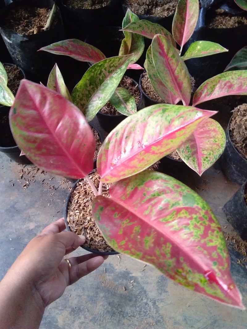 Jual Aglonema Big Roy Lulaiwan Online Maret 2021 Blibli