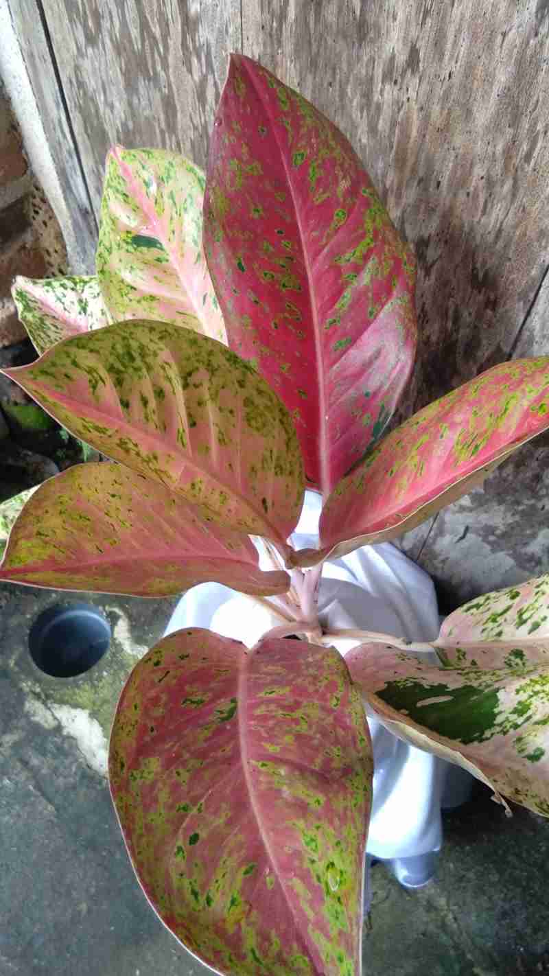 Jual Aglonema Big Roy Lulaiwan Online April 2021 Blibli