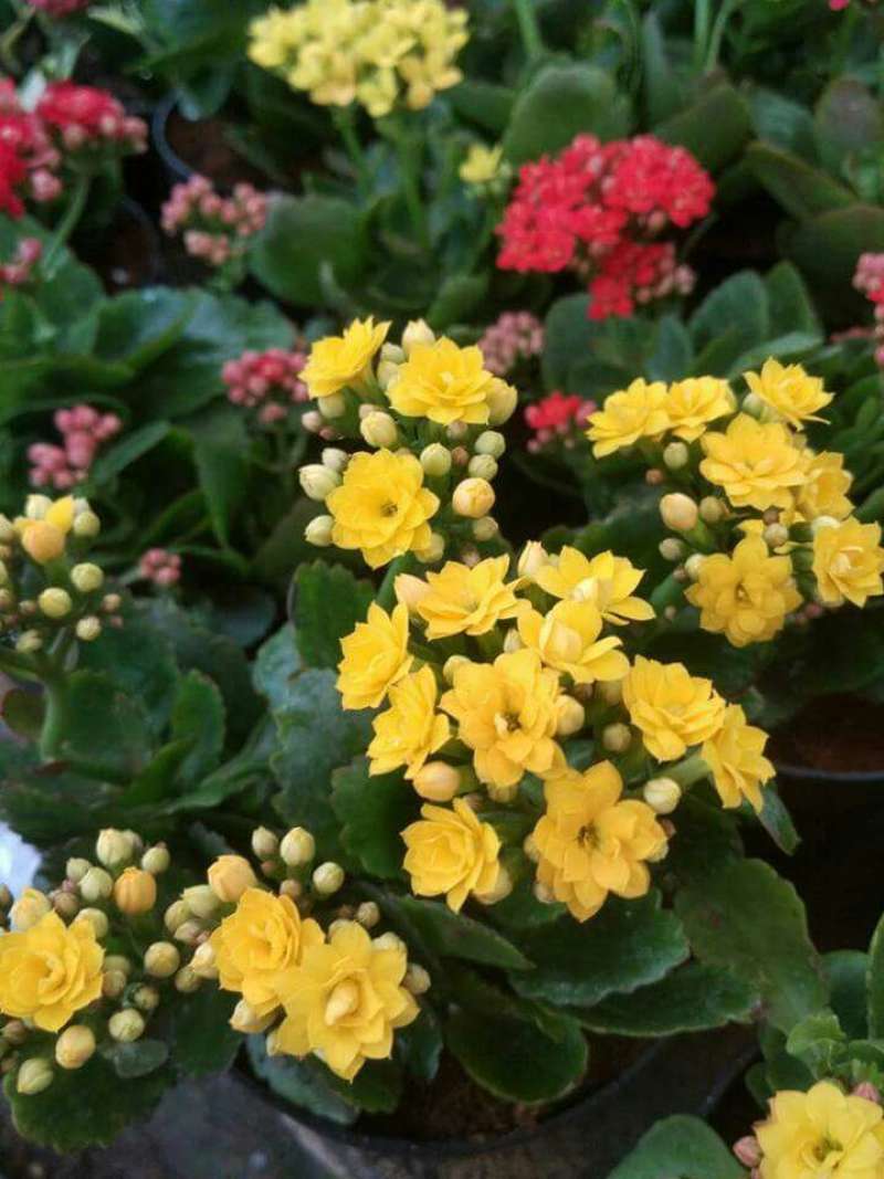 Jual Bunga Calandiva Online April 2021 Blibli