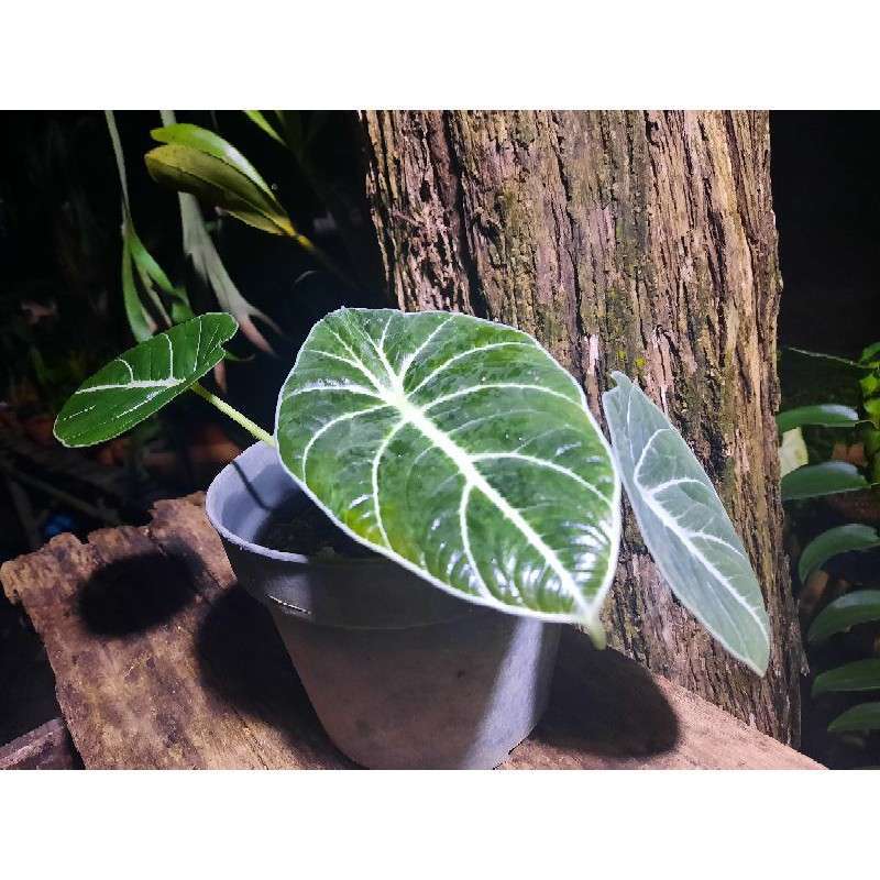 Jual Alocasia Black Velvet Tanaman Hias Keladi Black Velvet Terbaru Juni 2021 Blibli