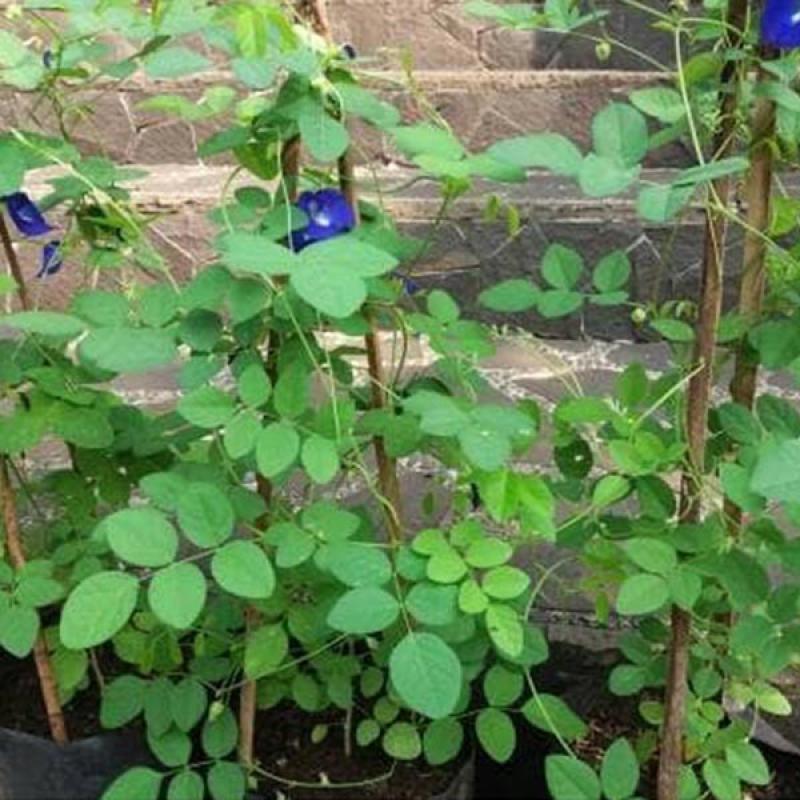 Jual Zplant Bibit Kembang Telong Pohon Bunga Telang Tanaman Herbal Hias Online November 2020 Blibli Com