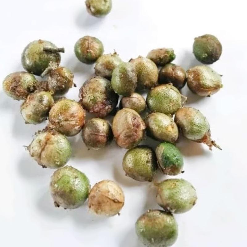 Jual Zplant Benih Biji Bibit Salam Koja Pohon Daun Kari Temuru 25 Biji Di Seller Zplant Official Store Kab Bogor Jawa Barat Blibli