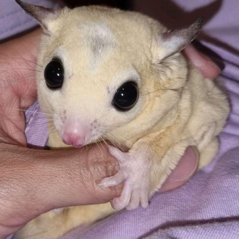 Cremeino sugar hot sale glider