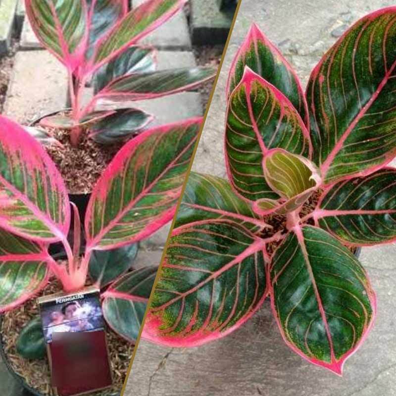 Jual Goldseeds Aglonema Lipstik Kanza Tanaman Hias Online April 2021 Blibli