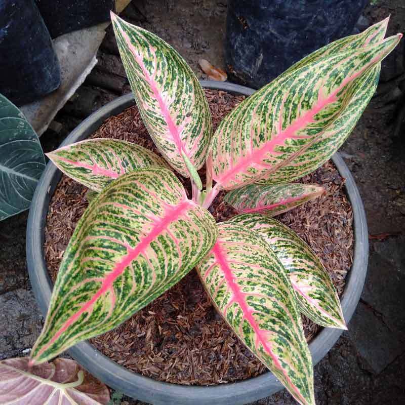 Jual Golden Green Farm Aglonema Legacy Tanaman Online Maret 2021 Blibli