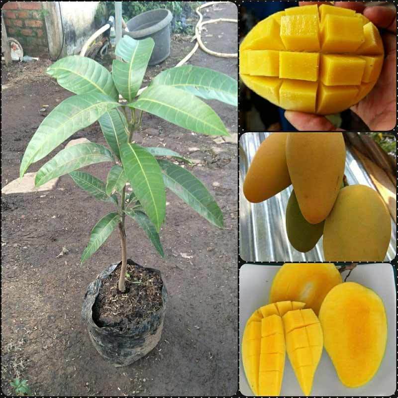 banana berkah bibit tanaman mangga chokanan beli 3 gratis 1