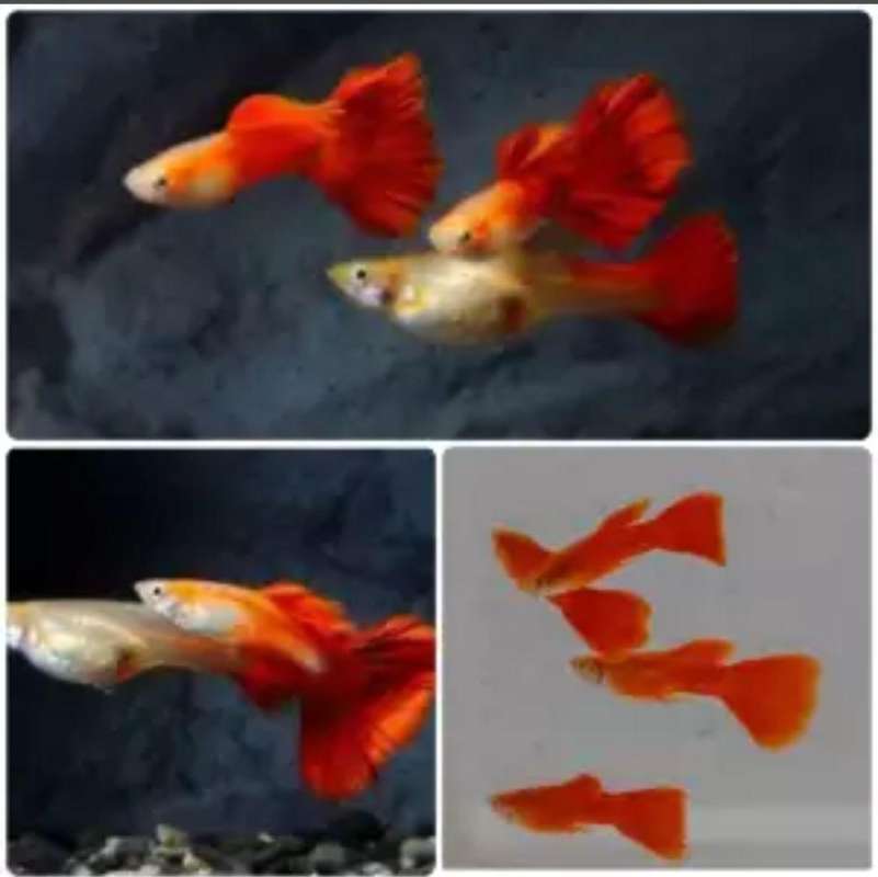 Jual Ikan Hias Guppy Online Oktober 2020 Blibli Com