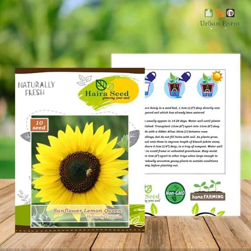 Jual Benih Bibit Bunga Matahari Lemon Queen Haira Seed Terbaru Juni 2021 Blibli