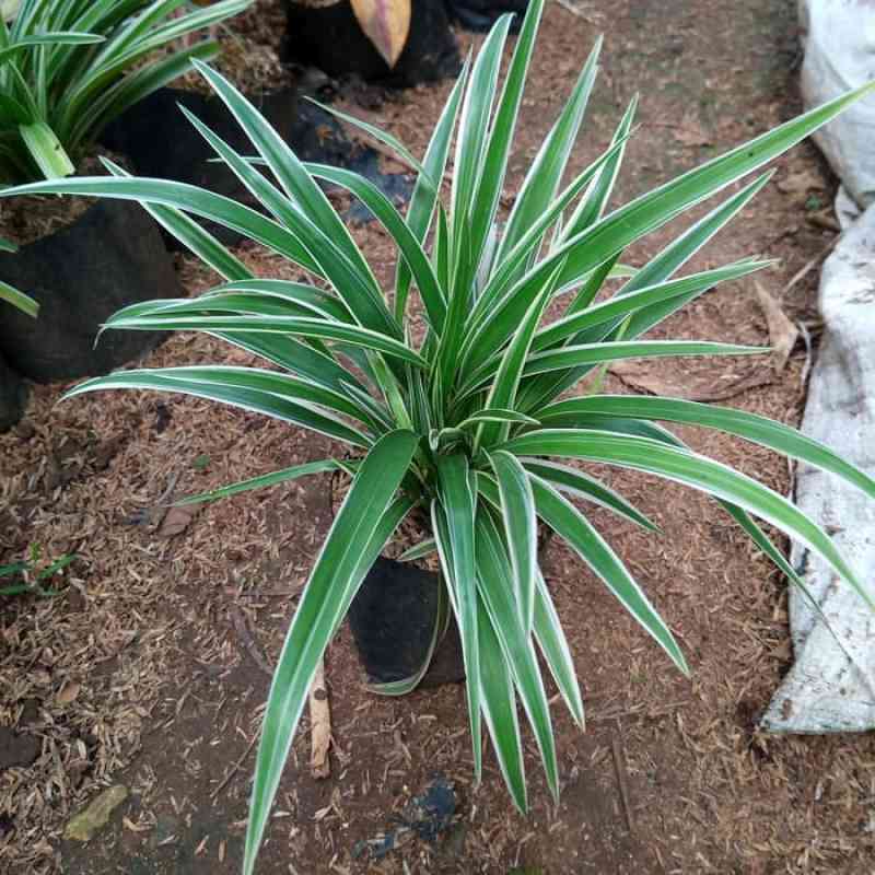 Jual Tanaman Rumput Rumputan Lili Paris Mini Online Mei 2021 Blibli