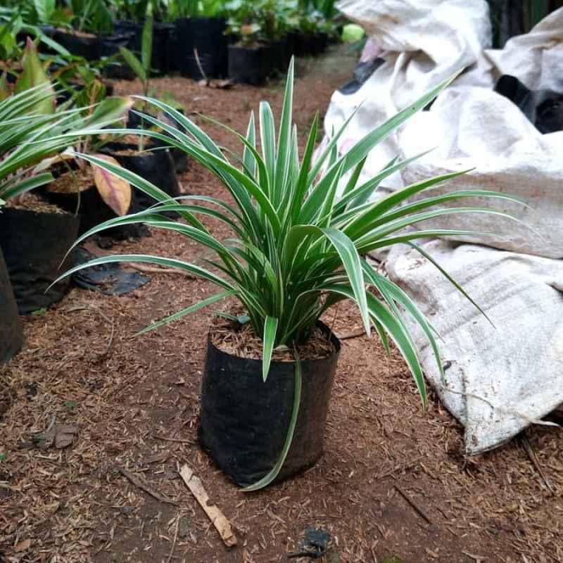 Jual Tanaman Rumput Rumputan Lili Paris Mini Murah Mei 2021 Blibli