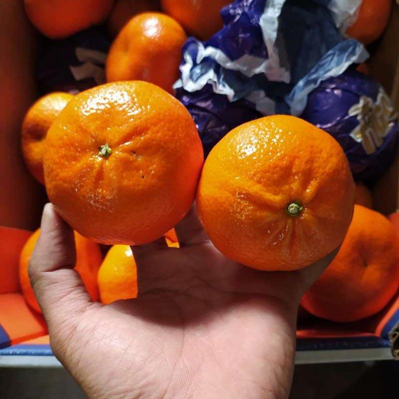 11 Cara Membedakan Jeruk Mandarin dan Jeruk Ponkam