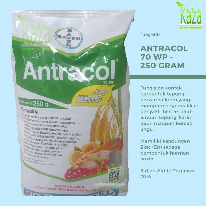 Jual Fungisida Antracol 70 Wp 250 Gram Plus Zinc Anti Jamur Penyakit Bercak Karat Daun Murah Mei 2021 Blibli