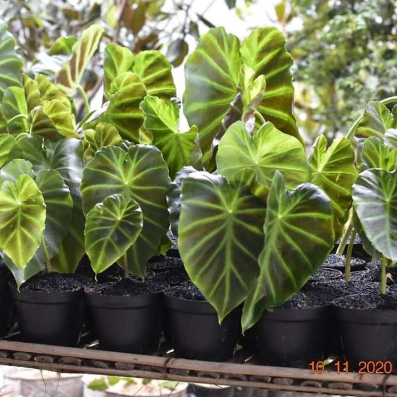 Jual Tanaman Alocasia Green Alokasia Rupikolus Terbaru Juni 2021 Blibli