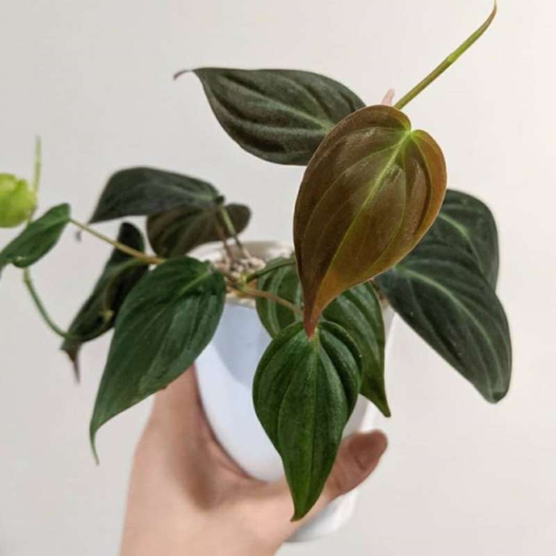 Jual Tanaman Hias Philodendron Micans - Philo Mican Murah Mei 2021 | Blibli