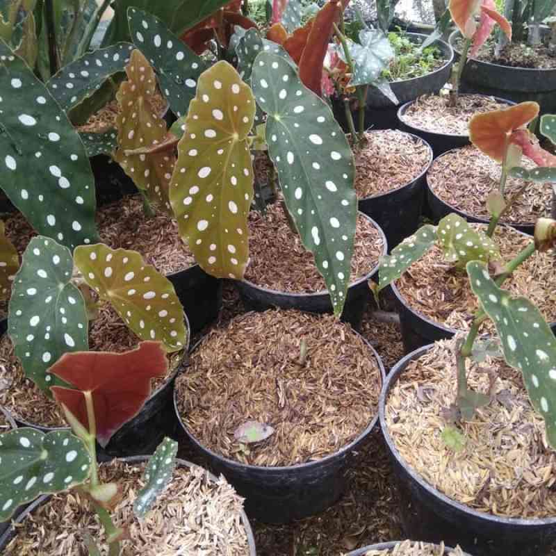 Jual Tanaman Hias Begonia Polkadot Pulkadot Tanaman Bunga Begonia Polkadot Angel Wing Online April 2021 Blibli