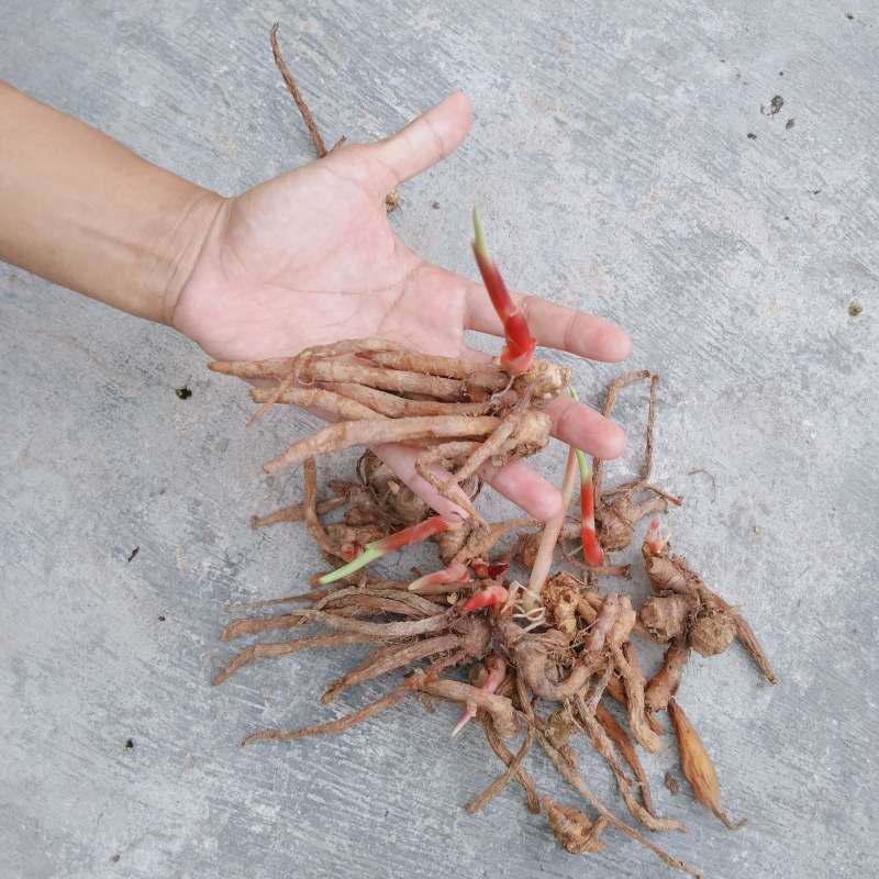 Apa bedanya kencur vs kunyit vs temu kunci